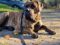 Honor Survivor Dog Allegedly Found Severely Malnourished and Dehydrated Outside Shelter